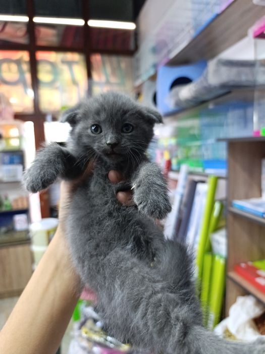 Продаются. Котята
