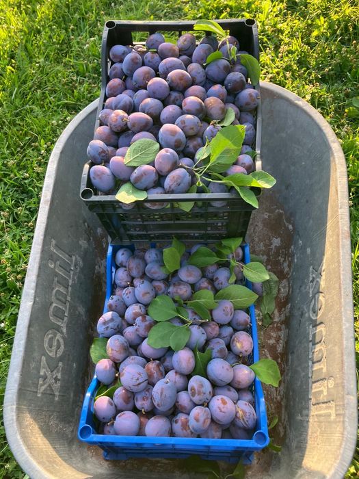 Prune de vânzare CENTENAR