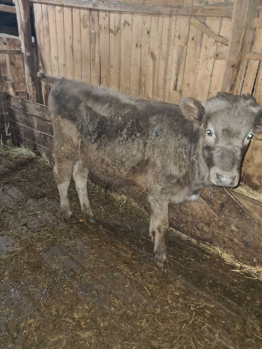 Vand tauras de 5 luni