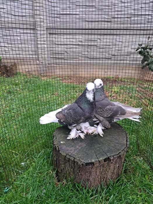 Jucatori de Botoșani  Turturele diamant și razatoare