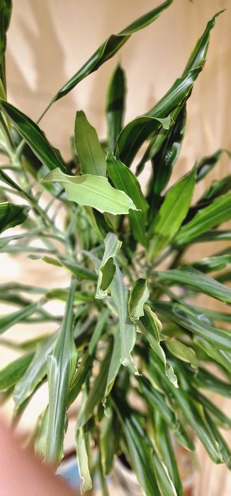 Продам комнатные цветы