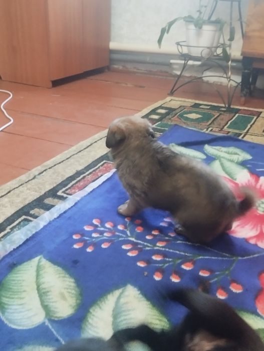 Отдам щенков бесплатно