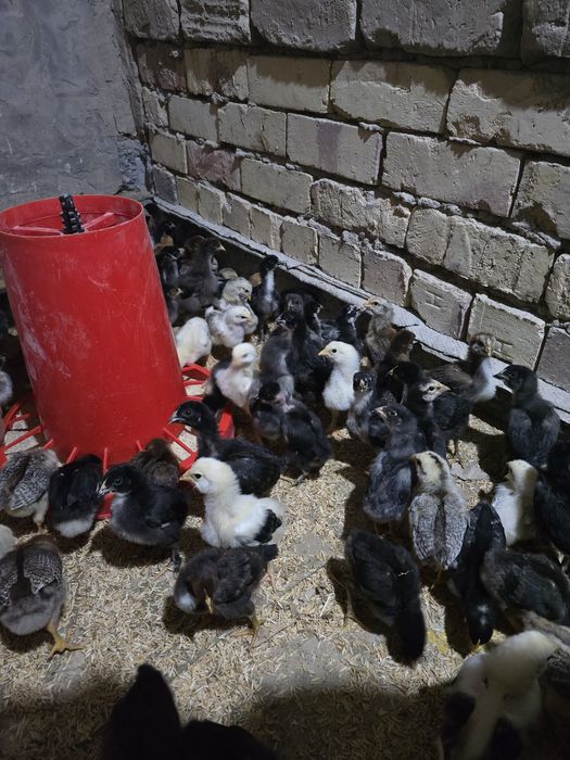 Продаю цыплят , в наличии около 200 штук