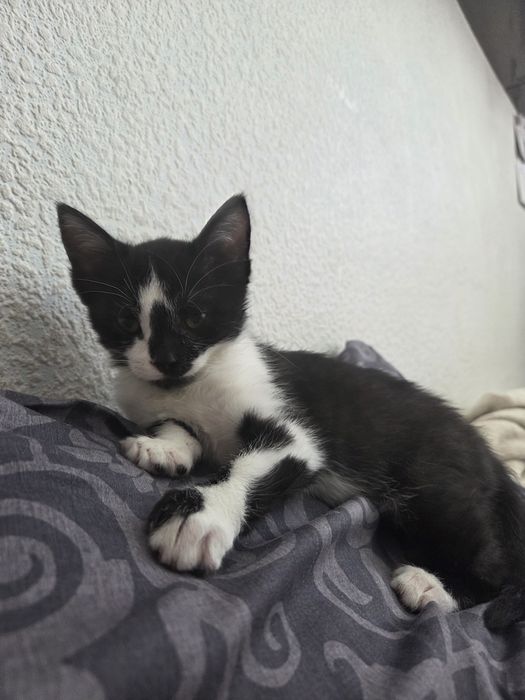 Заберите нас, двух котят!