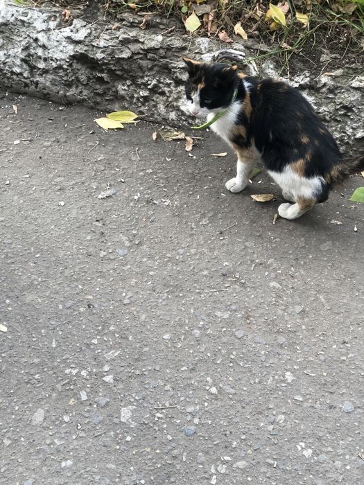 Чья потеряшка, кошечка