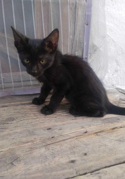 Отдам котят бесплатно