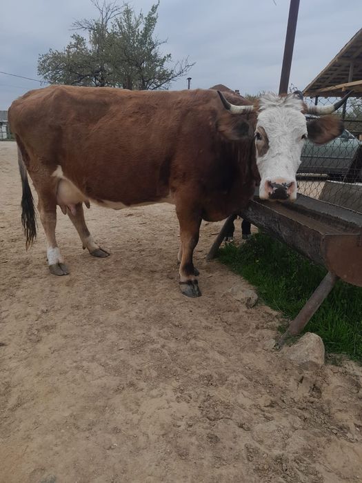 Vand vaca baltata
