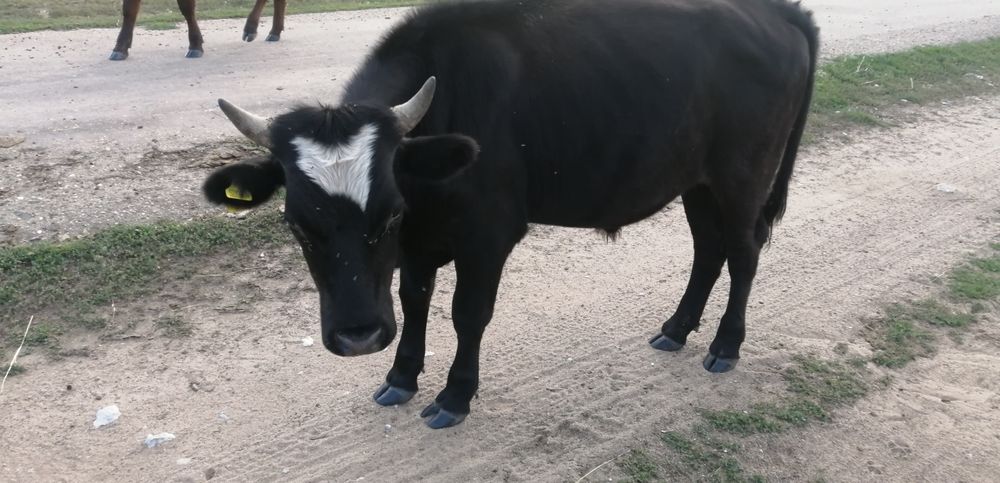 Семиз бука. Тайынша. Сатамин