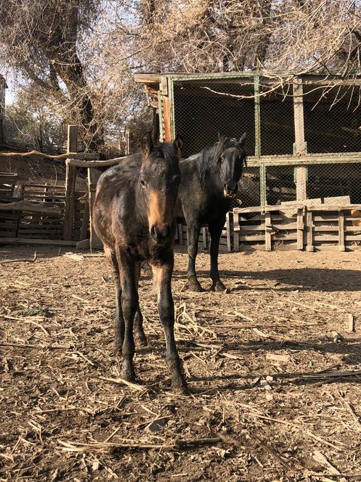 Кобыла тяжеловоз с жеребёнком