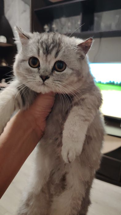 Серебристая шиншилла