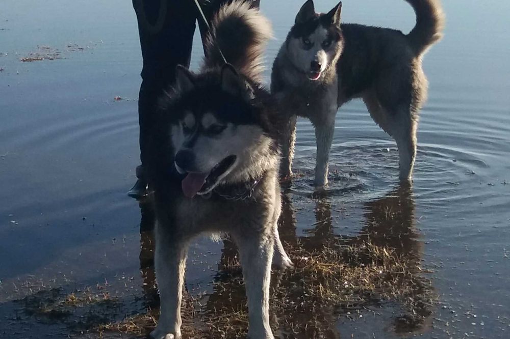 Бронь щенков "Сибирский Хаски"