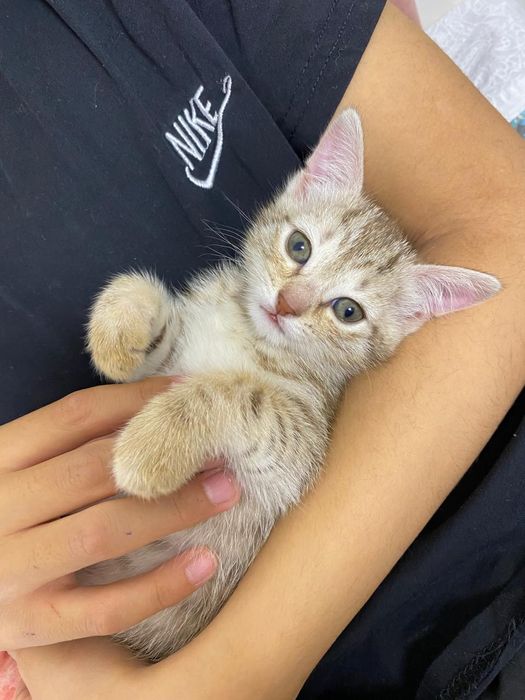Отдадим котенка в добрые руки