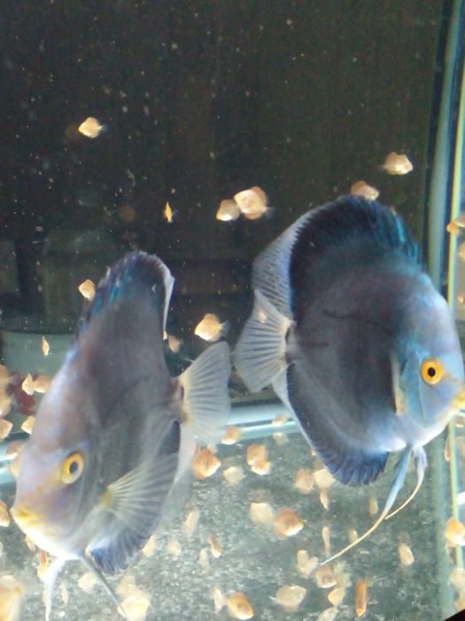 Мальки дискусов хорошего качества и формы по 100 000