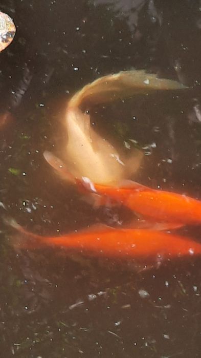 Езерни риби каракуда