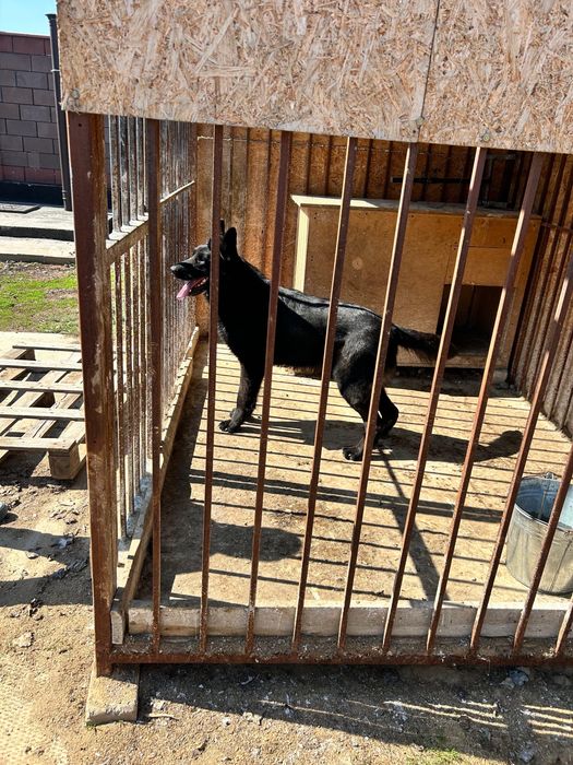 Черная немецкая овчарка кабель