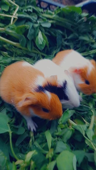 Sotiladi asalchalar sayredi