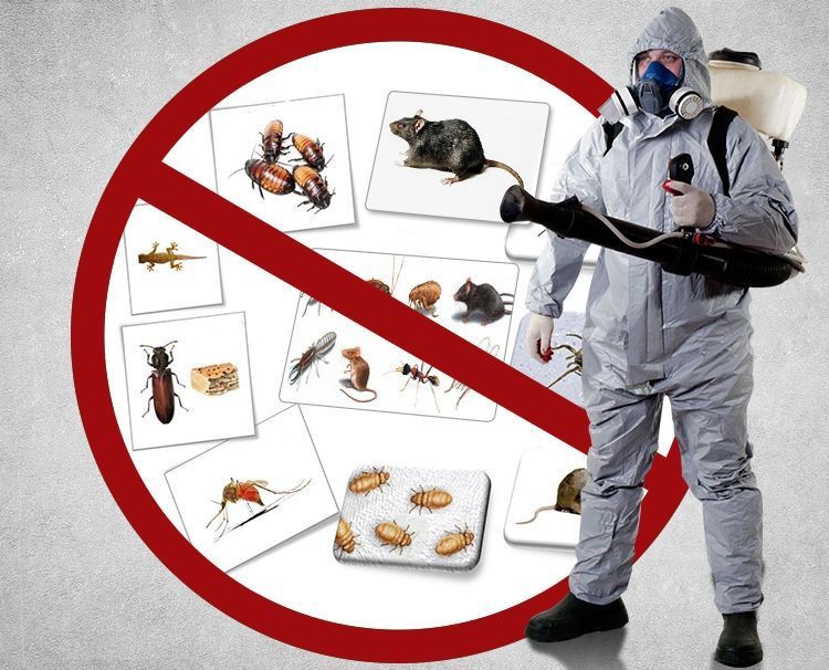 Dizinfeksiya  tarakan va mayda hashoratlarga qarshi ! Dezinfeksiya Dez