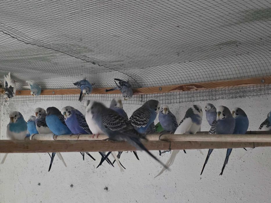 Вълнисти папагали