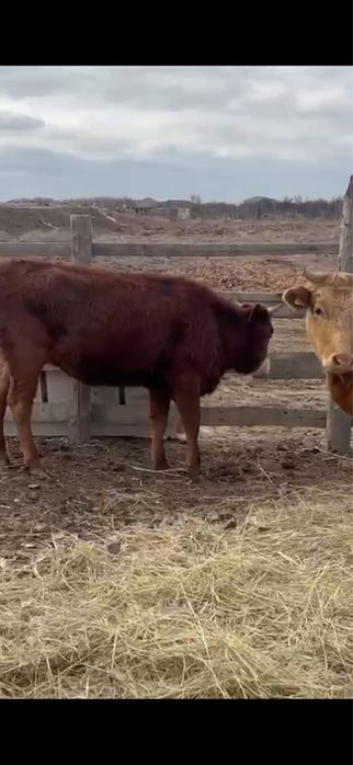 Сатылады куйи жаксы