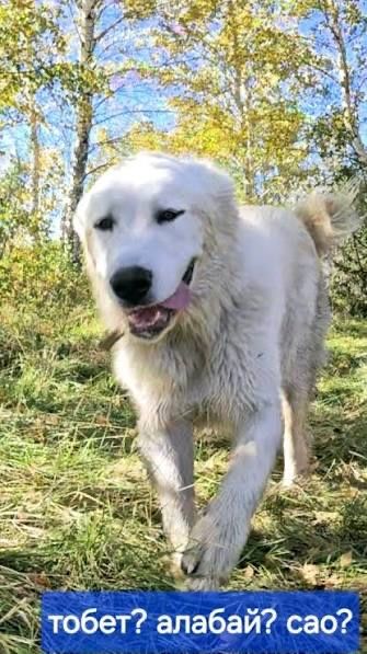 Продам кобелья бойца