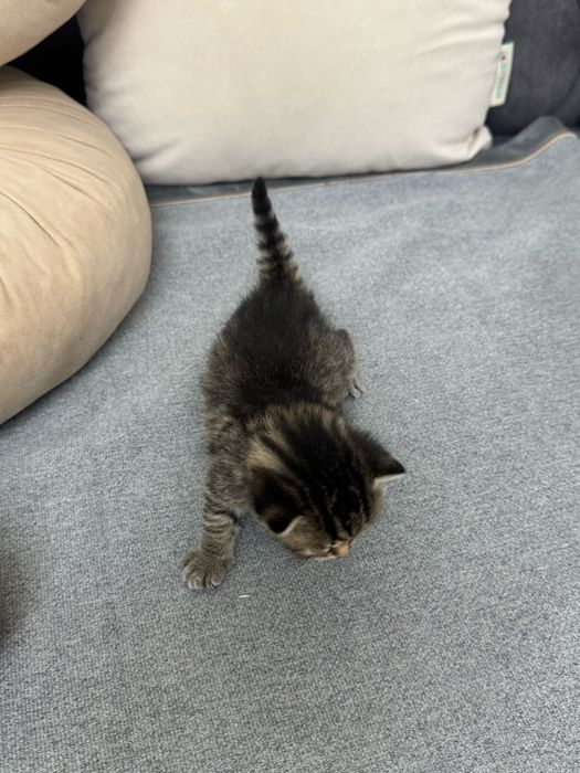 Котята ищят свой дом