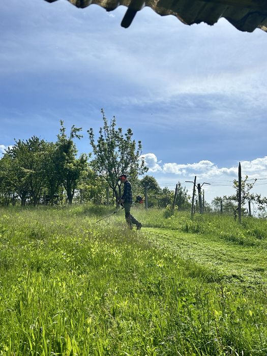 Servicii spații verzi – Baia Mare și împrejurimi