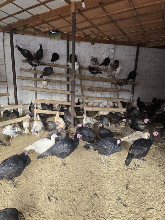 Индюк тер сатылады