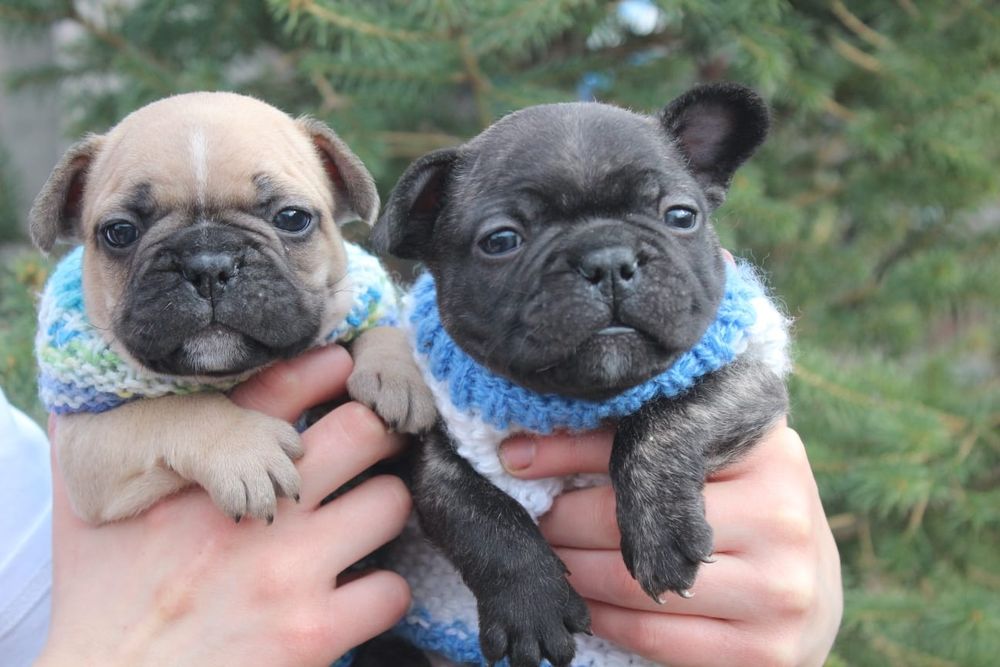 Французкие бульдожки