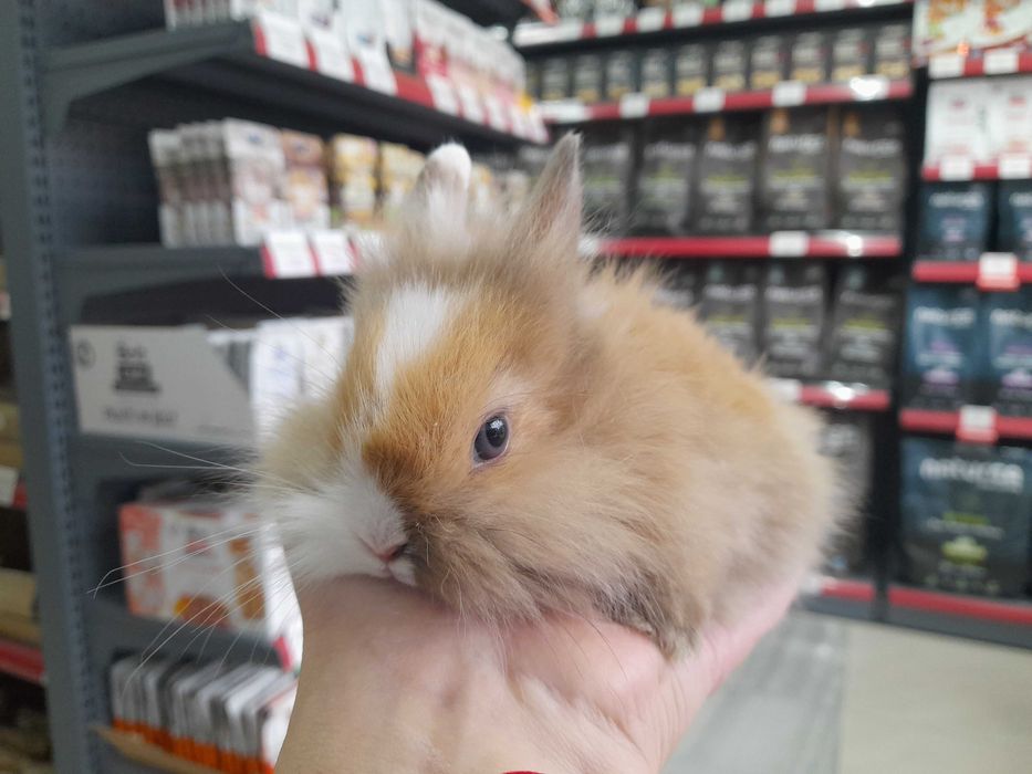 Декоративно мини зайче на 1 месец