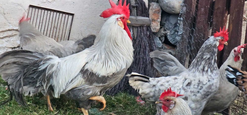 Oua Italiene Perlate Rasa Pura