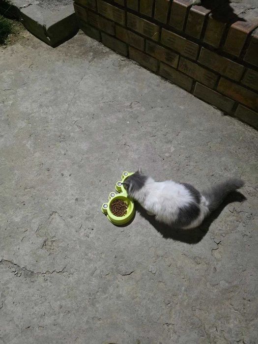 Подарю шикарную кошечку