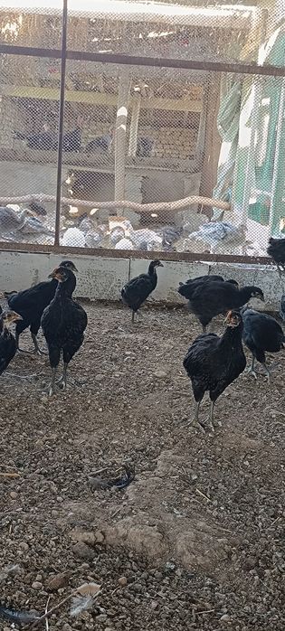 "Qora shaxzoda" joʻjalari,arzon narxda 2-3 oylik