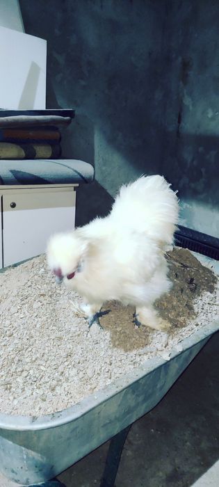 Cocosi de Matasevand sau  schimb