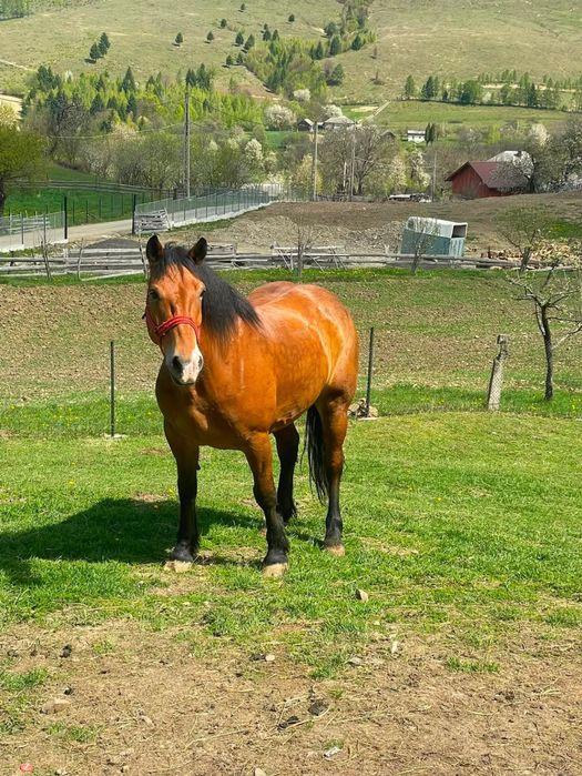 Un cal de văzare