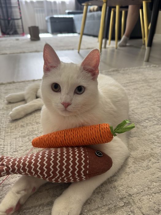 Отдам кота В ХОРОШИЕ РУКИ!