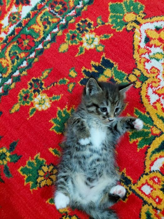 Яхши колларга берилади