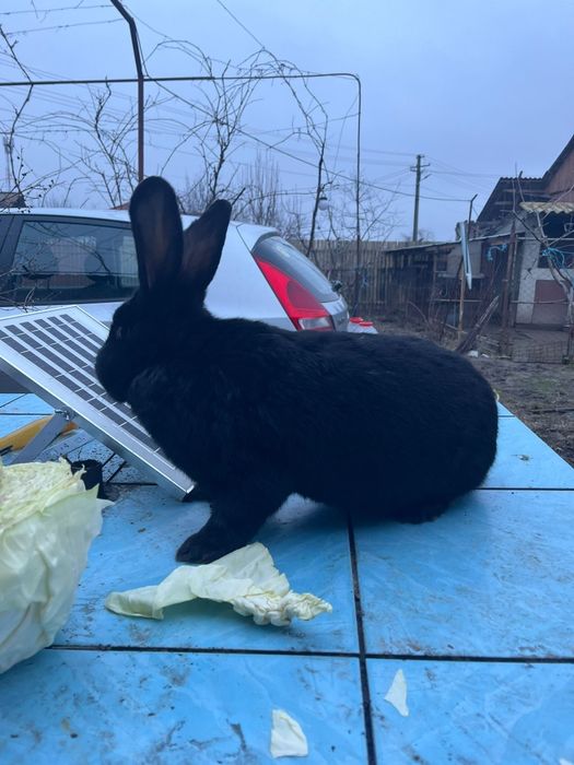 Mascul de reproductie rasa pura