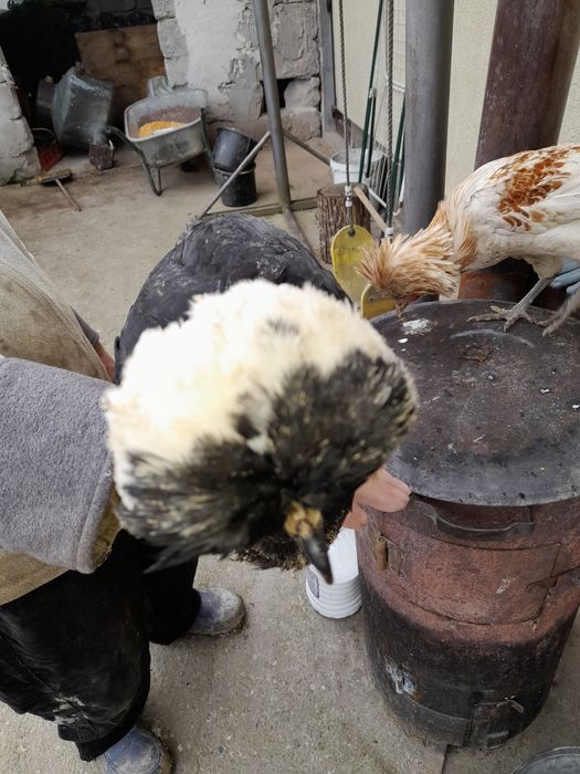 Vând cocoșei moțată olandeza