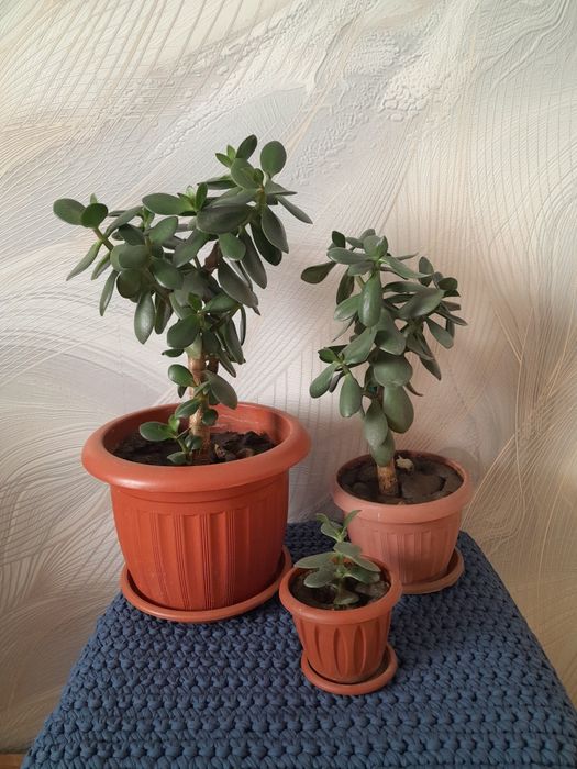 Домашний цветок  .