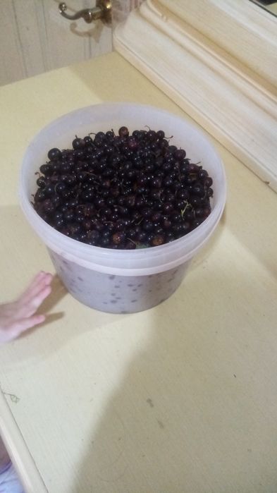 Продам свежую смородину