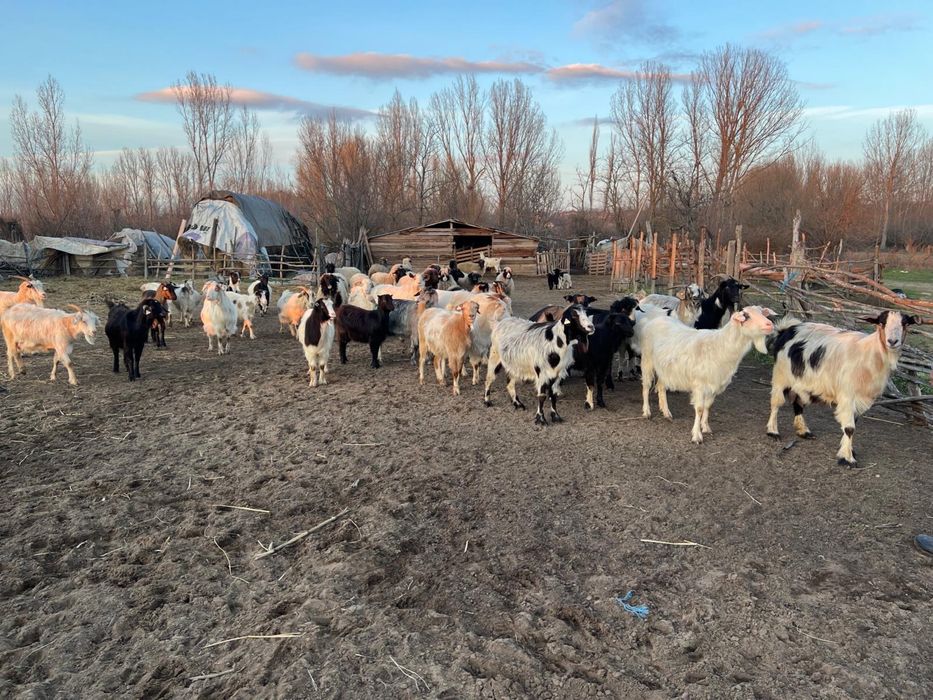 Vând oi, oi cu miei, capre cu iezi