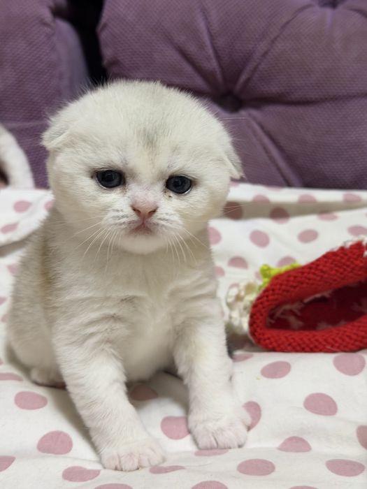Шотланский Скоттиш Фолд! Шиншилла !