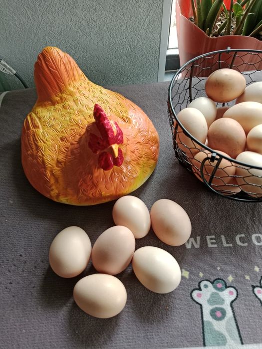 Яйца дакан хороших кровей