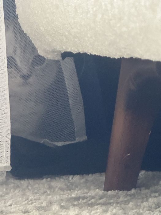 Котенок прямоухий