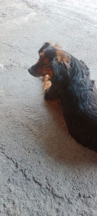 Отдам щенков в хорошие руки