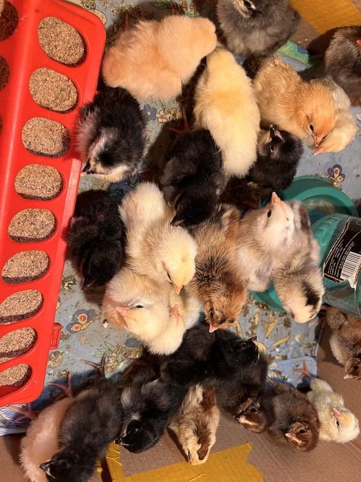 Цыплята недельные