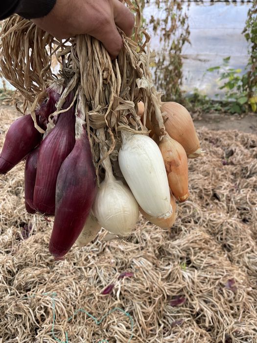 Vand ceapa de apa de Buzau