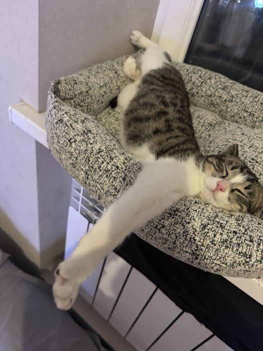 Котёнок кошка кот