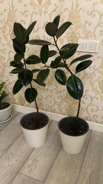 Продам шикарные комнатные фикусы эластика