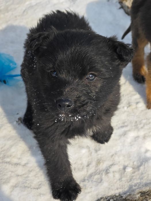 Брошенные щенята ищут родителей